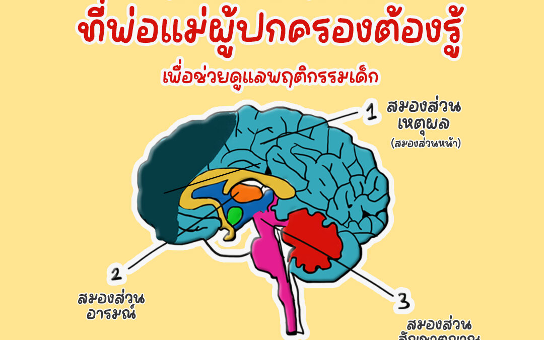 สมอง 3 ส่วนที่พ่อแม่ผู้ปกครองต้องรู้ เพื่อช่วยดูแลพฤติกรรมเด็ก